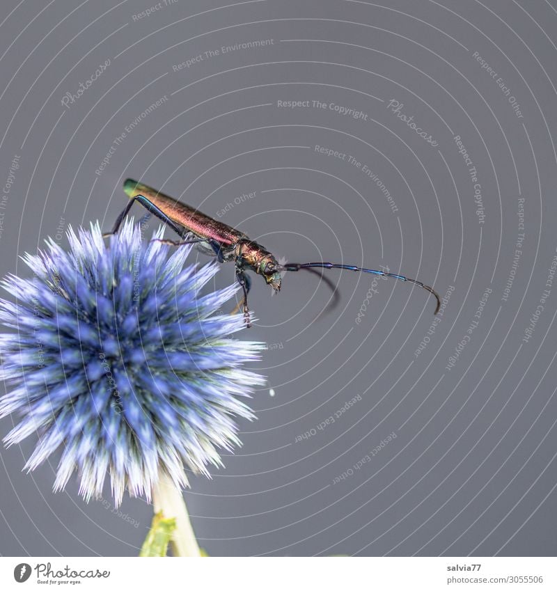 Moschusbock Umwelt Natur Sommer Pflanze Blume Blüte Kugeldistel Distel Garten Tier Käfer Fühler Insekt 1 krabbeln außergewöhnlich stachelig Kontrast Farbfoto