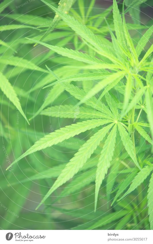 Marihuana Alternativmedizin Rauchen Rauschmittel Medikament Pflanze Sommer Hanf Nutzpflanze ästhetisch authentisch positiv grün Gesellschaft (Soziologie)