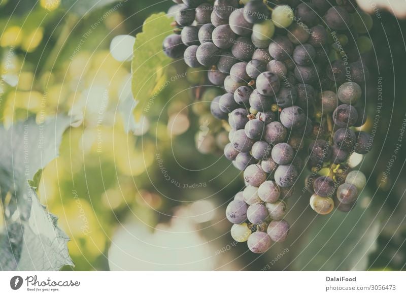 Weinberge bei Sonnenuntergang. Reife Trauben im Herbst. Frucht Sommer Natur Landschaft Wachstum frisch blau grün rot Tradition Ackerbau Hintergrund Haufen