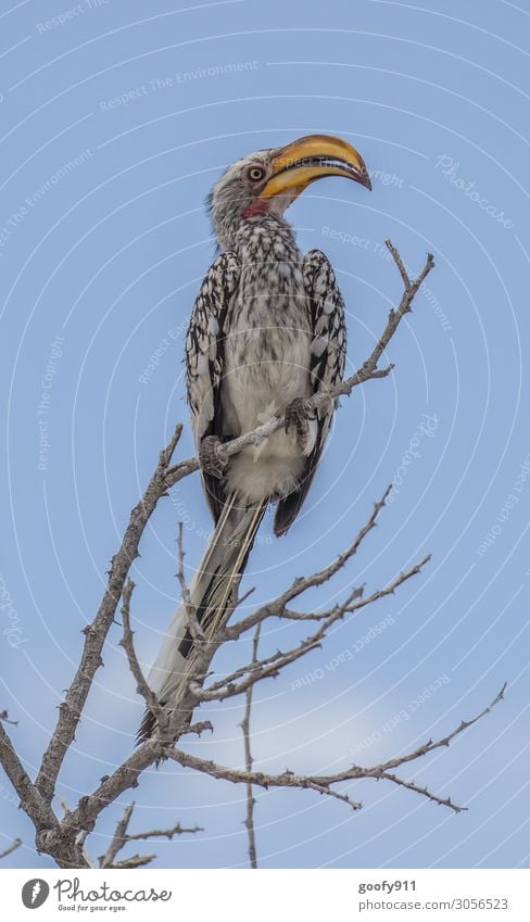 Gelbschnabeltoko Ferien & Urlaub & Reisen Tourismus Ausflug Abenteuer Ferne Freiheit Safari Expedition Himmel Baum Tier Wildtier Vogel Tiergesicht Flügel 1