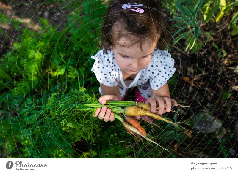 Karotten von einem kleinen Bio-Bauernhof. Ein kleiner Bauer hält Karotten. Gemüse Ernährung Vegetarische Ernährung Diät Garten Gartenarbeit Pflanze Erde