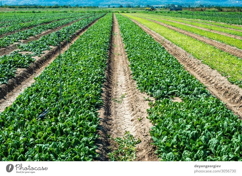 Spinatfarm. Bio-Spinatblätter auf dem Feld. Gemüse Vegetarische Ernährung Diät Garten Umwelt Pflanze Blatt Wachstum frisch natürlich grün ausgesät Reihen