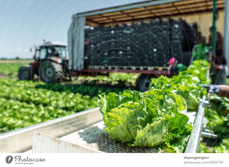 Traktor mit Produktionslinie zur automatischen Ernte von Salat. Gemüse Ernährung Vegetarische Ernährung Diät Garten Maschine Umwelt Natur Pflanze Blatt Rudel