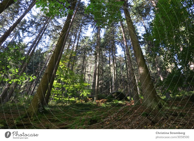 Waldlife Baum Natur Landschaft grün Außenaufnahme Umwelt Herbst Tag natürlich