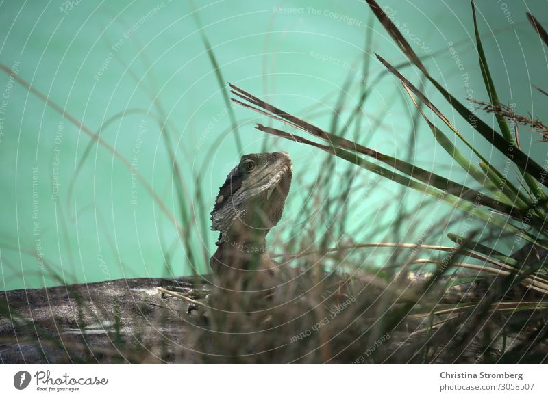 Wasserdrache, die neugierige australische Echse bei Sydney Natur Küste Bucht Meer Südpazifik Südpazifischer Ozean New South Wales Australien Tier Wildtier