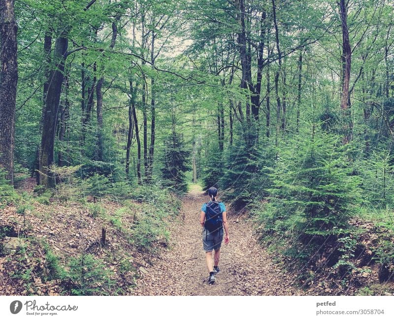 Walk the Woods II Sommer wandern 1 Mensch Natur Baum Wald Erholung Fitness gehen Sport Duft schön braun grün Freude Zufriedenheit ruhig Abenteuer