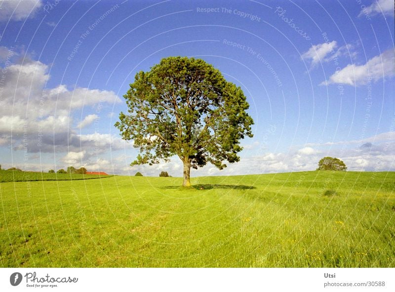 Weite Wolken Baum Bayern Sommer Himmel Idylle