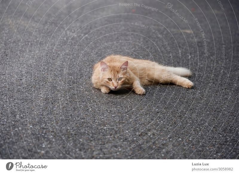 Katze, Rottiger Kleinstadt Stadtrand Menschenleer Straße rothaarig Haustier 1 Tier Jagd liegen listig schön wild weich gold grau Farbfoto Gedeckte Farben