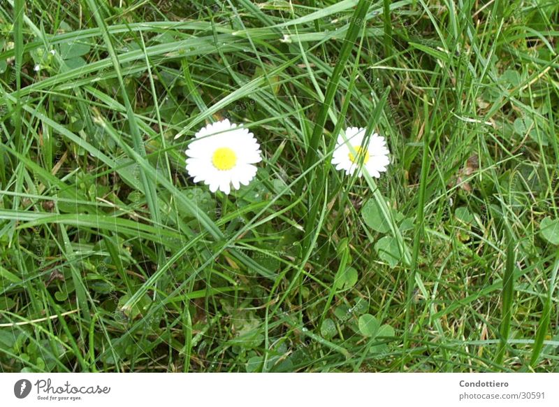 Gänseblümchen Blume Wiese grün Schönes Wetter Frühling Sommer grüne Wiese gänsebume