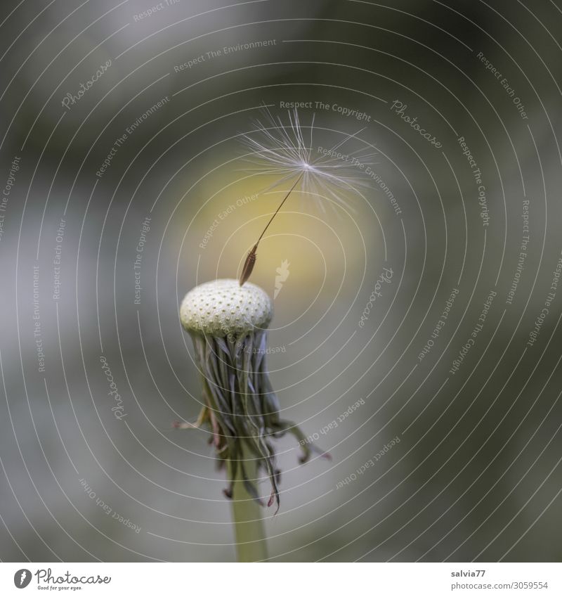 Löwenzahn Umwelt Natur Pflanze Frühling Sommer Blume Wildpflanze Samen Wiese oben positiv Leichtigkeit Wandel & Veränderung Wege & Pfade letzte Fortpflanzung