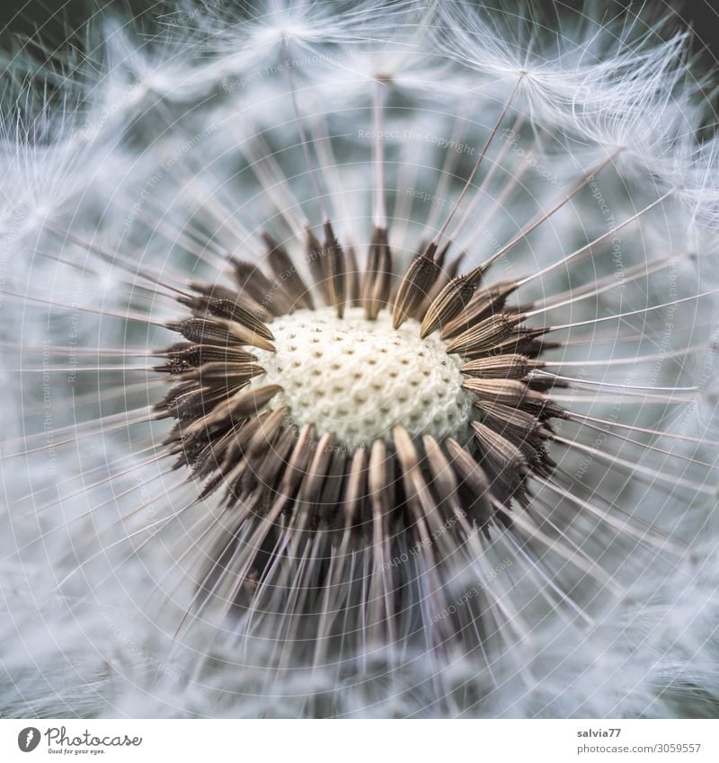 Pusteblume Umwelt Natur Pflanze Frühling Sommer Blume Blüte Wildpflanze Löwenzahn Samen Wiese dünn klein rund weich Leichtigkeit Wandel & Veränderung