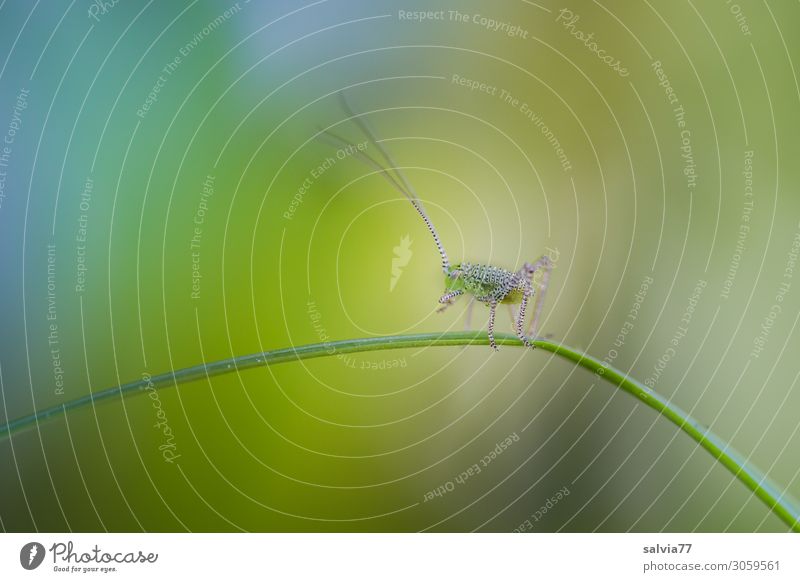 Baby-Grashüpfer Umwelt Natur Frühling Pflanze Halm Wiese Tier Insekt Heuschrecke 1 krabbeln außergewöhnlich klein niedlich blau grün Leichtigkeit Fühler winzig