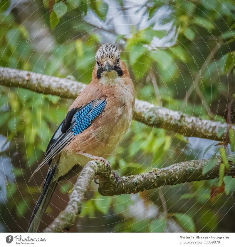 Eichelhäher im Baum Natur Tier Sonnenlicht Schönes Wetter Blatt Zweige u. Äste Wildtier Vogel Tiergesicht Flügel Krallen Kopf Schnabel Auge Feder gefiedert 1