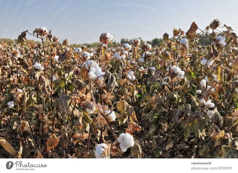 Baumwollfeld-Outtkirts der Stadt Qiemo-Qarqan. Xinjiang-China-039999 Landwirtschaft Forstwirtschaft Landschaft Pflanze Sonnenlicht Herbst Blatt Nutzpflanze Feld