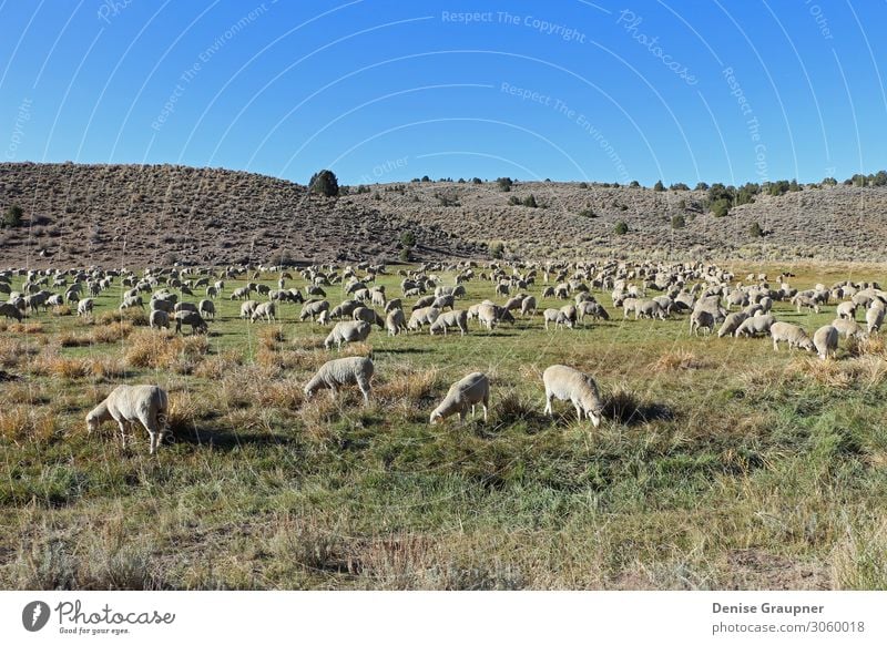 Sheep in the pasture usa Umwelt Natur Landschaft Himmel Wolkenloser Himmel Herbst Klima Schönes Wetter Gras Sträucher Wiese Feld Nutztier Herde beobachten