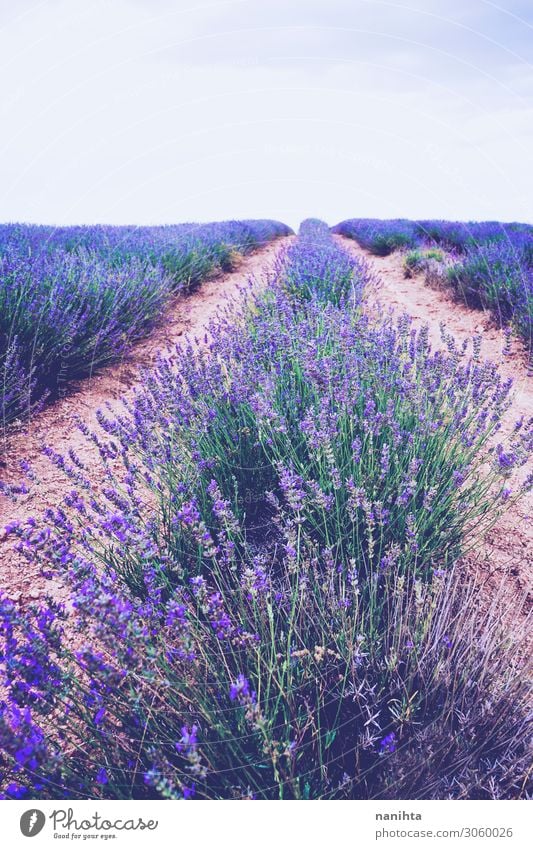 Schöne Lavendelfelder in Blütezeit Kräuter & Gewürze schön Alternativmedizin Medikament Duft Sommer Natur Landschaft Himmel Horizont Blume Blühend Wachstum