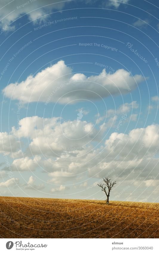 abgeerntet Natur Erde Himmel Wolken Sonne Sommer Schönes Wetter Baum Feld dehydrieren Stadt blau weiß Romantik Fernweh Einsamkeit Senior ästhetisch