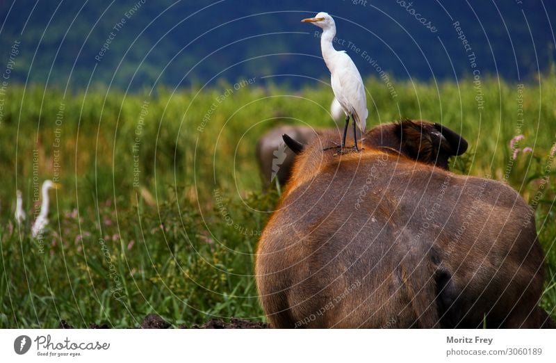 Bird on Buffalo on Lake Inle. Ferien & Urlaub & Reisen Natur Wetter Park lake wildlife water bird animal Asien mammal landscape natural Hintergrundbild