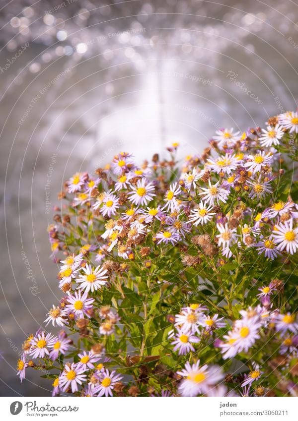 ganz blümerant. Blumen Blühend Natur Pflanze Blüte Sommer Farbfoto Außenaufnahme Nahaufnahme schön gelb grün weiß natürlich frisch Wasser Springbrunnen Flora