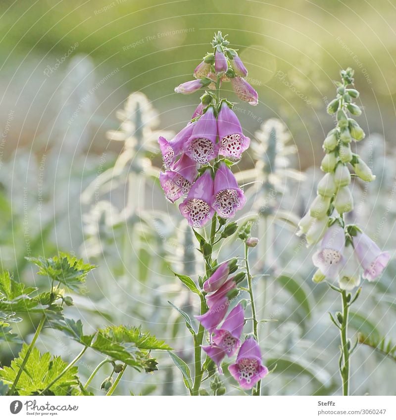 Fingerhut im Sommerlicht Fuchskraut Fingerkraut Digitalis Digitalis purpurea Giftpflanze giftige Pflanze Heilpflanze heimische Wildpflanze Wiesenblumen Stauden