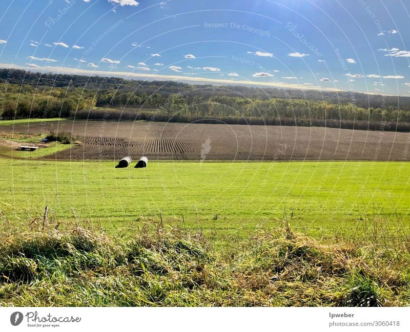 Zwei Ballen Heu Ferien & Urlaub & Reisen Sommer Natur Landschaft Pflanze Himmel Baum Gras Wiese natürlich blau gelb gold landwirtschaftlich Ackerbau Hintergrund