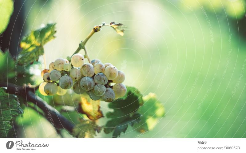 Grüne Weintrauben im Weinberg. Weintrauben für die Weinherstellung in der Erntezeit. Detailaufnahme einer Weinrebe in einem Weinberg im Herbst, Ungarn Frucht