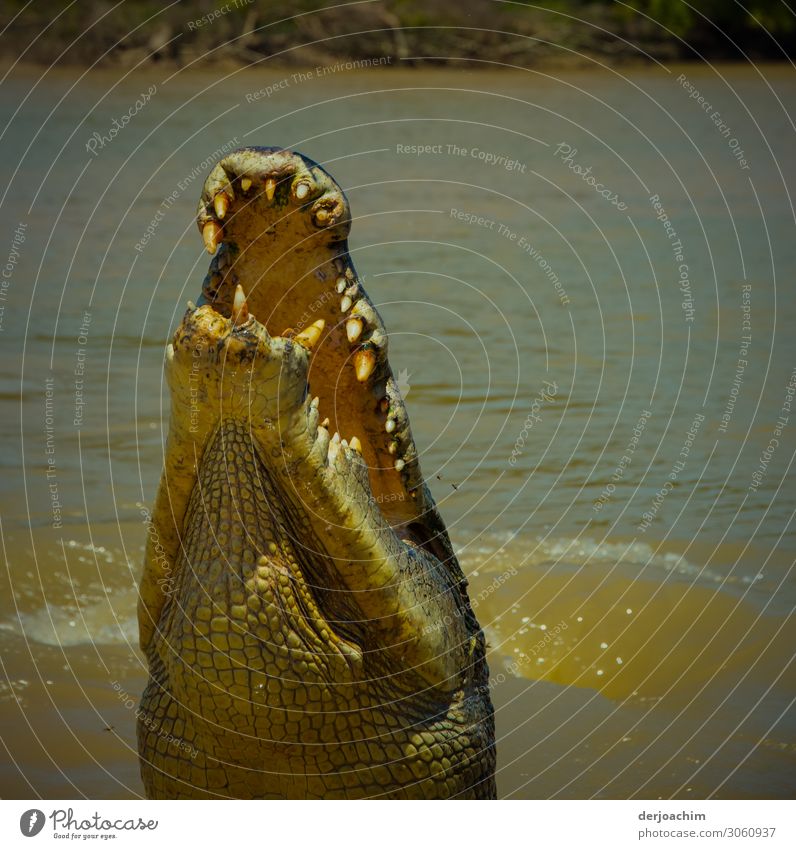 Er will nur spielen //. Krokodil im Fluss ,das mit geöffnetem Maul, und mit dem Kopf aus dem Fluß auftaucht und das Maul  aufreißt. Man sieht ganz deutlich die Zähne.  - Queensland -