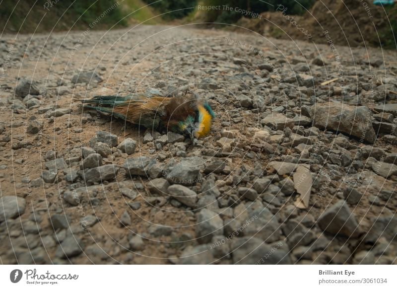 ver(ende)t. Natur Sommer Tier Totes Tier Vogel 1 liegen mehrfarbig Tod Einsamkeit Ende Perspektive Verfall Wege & Pfade Schotterstraße Schotterweg gefiedert