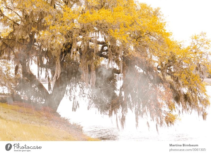 Nebliger Herbstmorgen in South Carolina an einem See mit einer Eiche. Natur Landschaft Pflanze Nebel Baum Moos Blatt Felsen träumen natürlich gold Farbe Süden