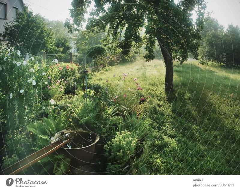 Grün und golden Umwelt Natur Landschaft Pflanze Wasser Wolkenloser Himmel Schönes Wetter Baum Gras Sträucher Blatt Blüte Blütenpflanze Blume Garten Wiese Dorf