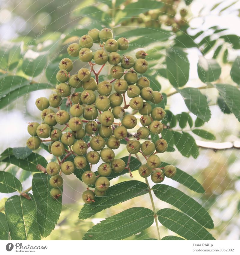 Rowan Beere. Bergasche. Sommerbaum. Berry Hintergrund. Garten Tapete Umwelt Natur Pflanze Wetter Baum Blatt Park Wald Holz natürlich grün Ast Jahreszeiten