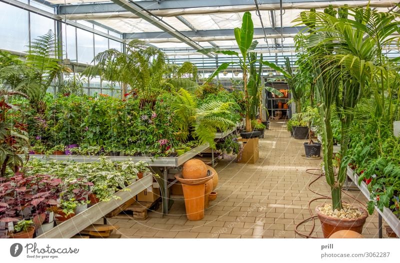 greenhouse scenery Gemüse Schreibtisch Pflanze Klima Wärme Blume Blatt Blüte Blühend Wachstum Gewächshaus kultivierung Gartenbau pflanzschule Gärtnerei innen