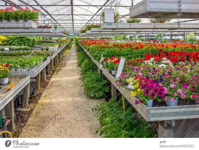 greenhouse scenery Gemüse Schreibtisch Pflanze Klima Wärme Blume Blatt Blüte Blühend Wachstum Gewächshaus kultivierung Gartenbau pflanzschule Gärtnerei innen