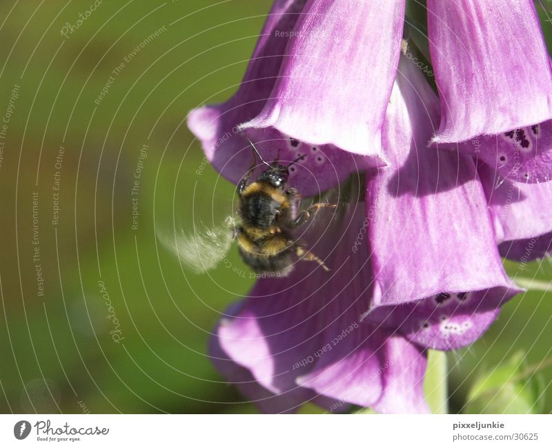 Bienen-Blütenjagd Insekt Luftverkehr Hönig sammeln