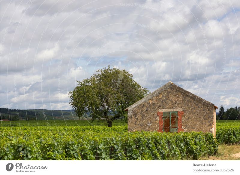 Im Burgund Getränk trinken Wein Sekt Prosecco Wohlgefühl Zufriedenheit Sinnesorgane Ferien & Urlaub & Reisen Tourismus Haus Natur Landschaft Himmel Wolken Klima