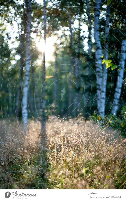 ein lichtblick. Lichteinfall Lichtung Lichtschein Menschenleer Schatten Farbfoto Tag Außenaufnahme Sonnenlicht Natur Lichtspiel Unschärfe Pflanze Birkenwald