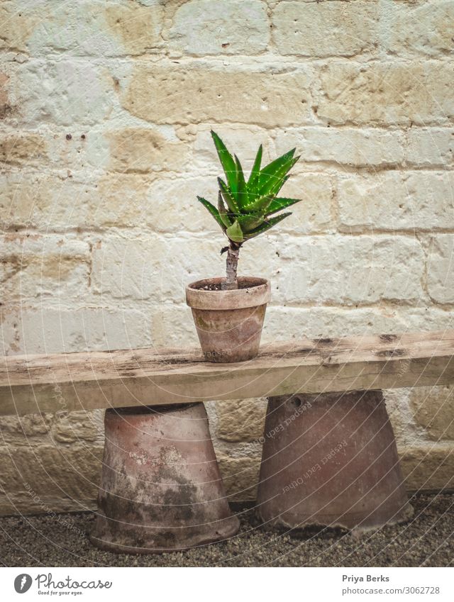 Kaktus Umwelt Natur Pflanze Erde Topfpflanze Wüste Stein Holz Backstein ästhetisch dreckig grün Blumentopf Farbfoto Innenaufnahme Textfreiraum oben Tag Licht