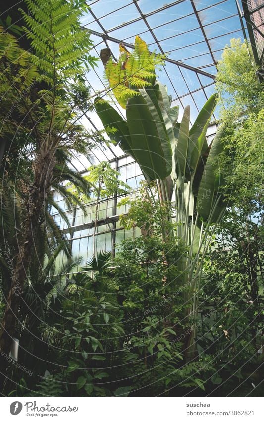 gewächshaus Gewächshaus Botanik exotisch Botanischer Garten Innenaufnahme Urwald Palme Baum Pflanze Blatt Natur Wellness grüne Oase Gärtnerei Glasdach selten