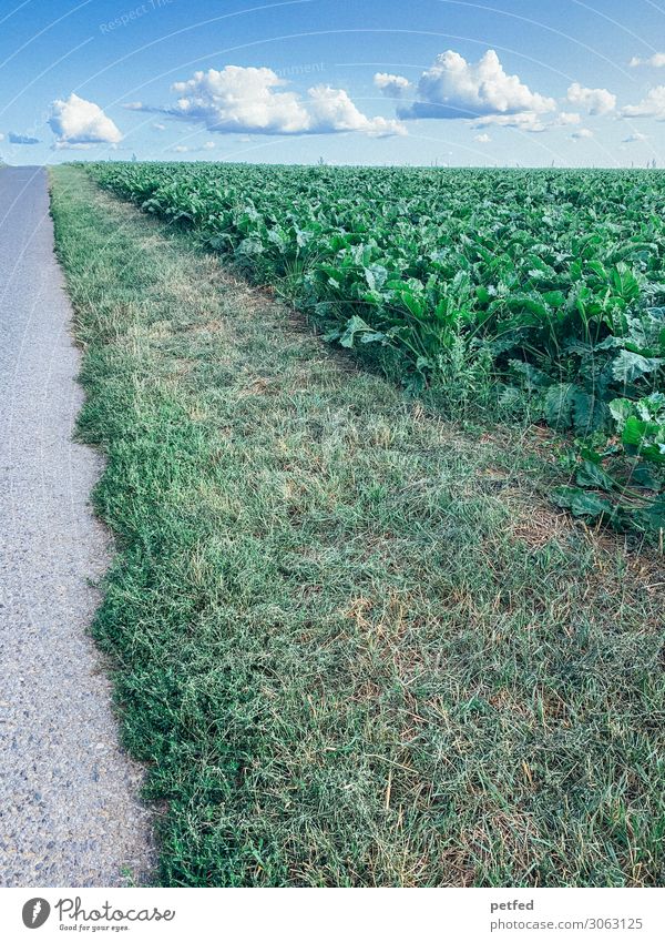 Streifen zum Horizont Natur Landschaft Himmel Wolken Sommer Gras Nutzpflanze Feld Straße Beton Unendlichkeit lang blau grau grün Genauigkeit Präzision