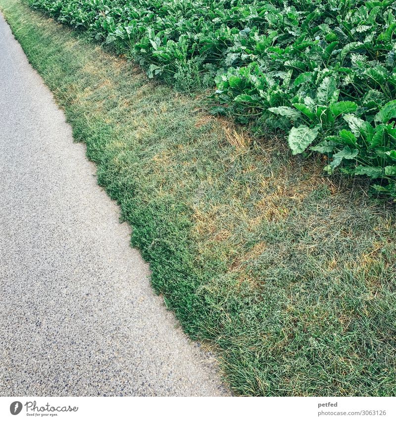 Streifen der Natur Erde Sommer Pflanze Gras Nutzpflanze Straße Wege & Pfade lang natürlich grau grün Design Inspiration Kunst Farbfoto Außenaufnahme