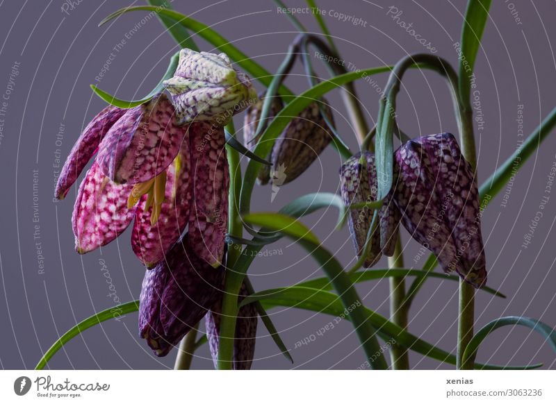 Schachbrettblumen vor grauem Hintergrund Dekoration & Verzierung Frühling Pflanze Blume Blüte Fritillaria Liliengewächse Blühend hängen elegant grün violett