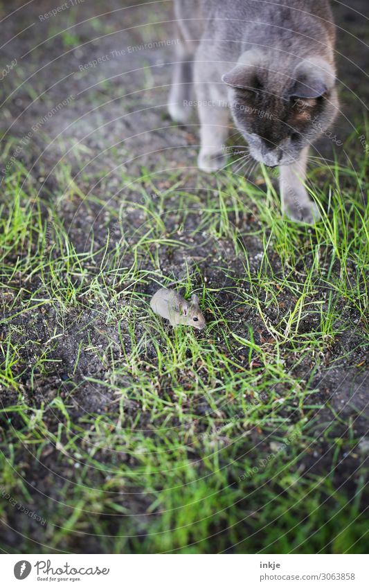 Leben und Tod Wiese Haustier Wildtier Katze Maus 2 Tier Jagd authentisch klein wild grau grün Todesangst gefährlich Katz und Maus Intuition Trieb Farbfoto