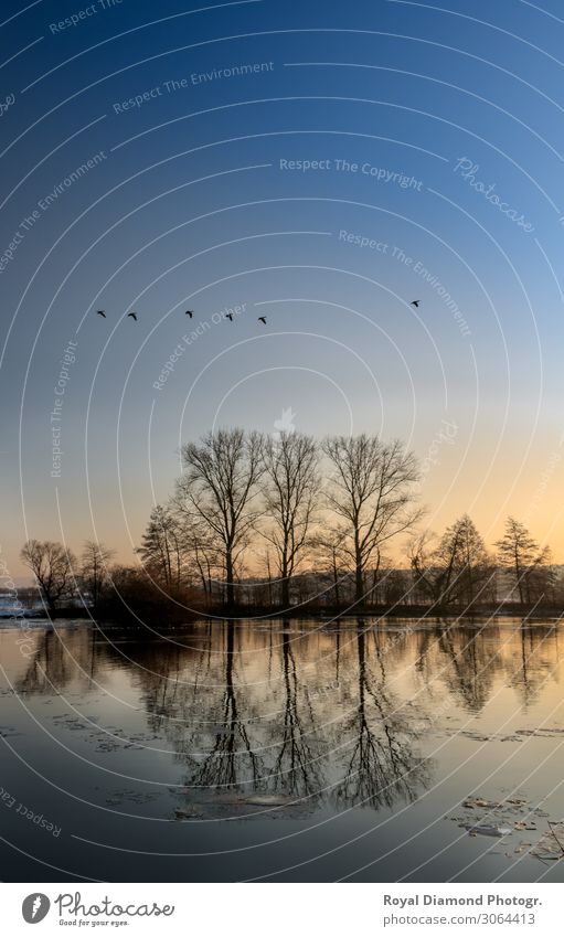 flying Birds on the ice lake Umwelt Natur Landschaft Luft Wasser Himmel Wolkenloser Himmel Nachthimmel Sonnenaufgang Sonnenuntergang Winter Wetter