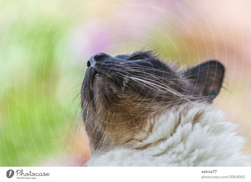 Vogelbeobachtung Natur Tier Haustier Katze Tiergesicht Fell Thailand 1 beobachten achtsam Wachsamkeit Hoffnung Farbfoto Außenaufnahme Makroaufnahme Menschenleer