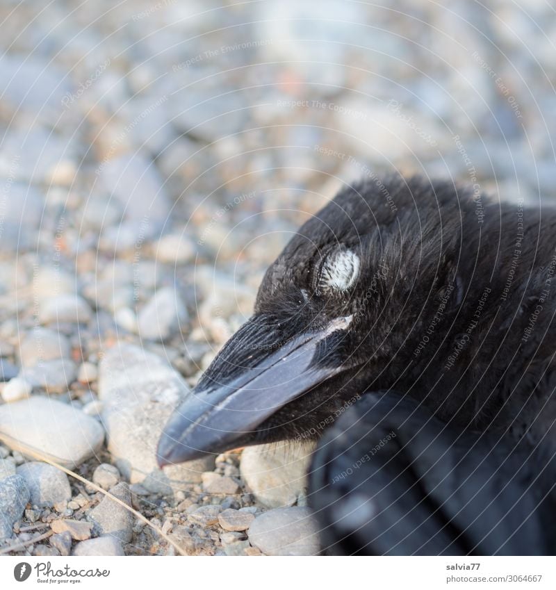 Verkehrsopfer Umwelt Natur Tier Vogel Tiergesicht Schnabel Krähe Rabenvögel 1 Tod Vergänglichkeit Ende Straße Wege & Pfade Opfer Farbfoto Gedeckte Farben