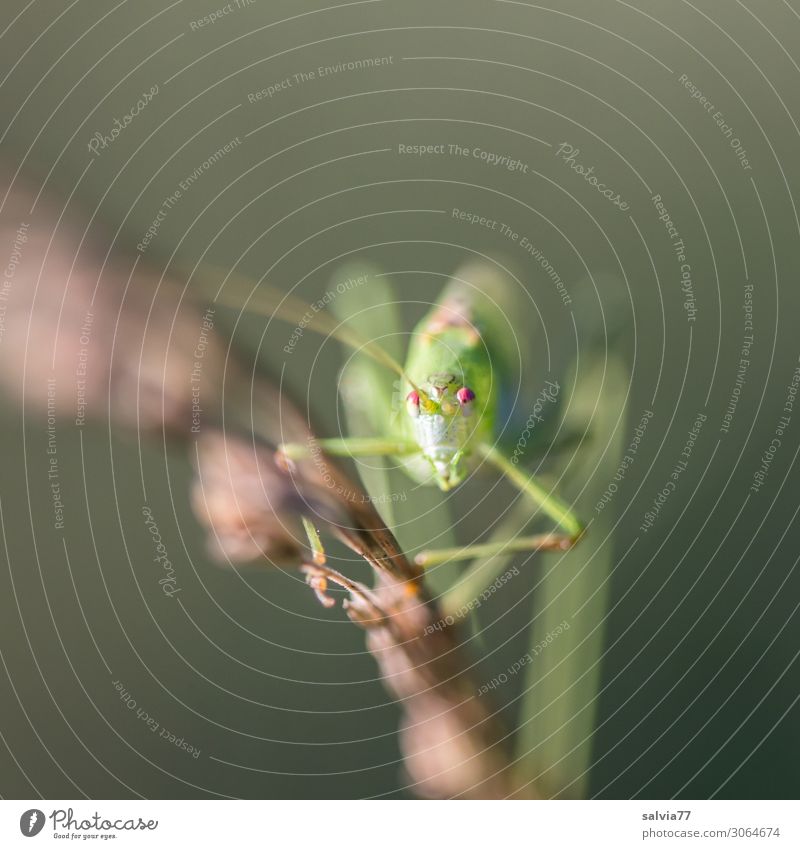 lange Haxen Umwelt Natur Sommer Pflanze Gras Tier Wildtier Insekt Langfühlerschrecke Heuschrecke 1 krabbeln Blick Auge Klettern Farbfoto Außenaufnahme