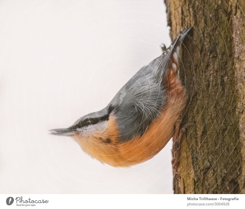 Kleiber am Baumstamm Natur Tier Sonne Sonnenlicht Schönes Wetter Wildtier Vogel Tiergesicht Flügel Krallen Kopf Schnabel Auge Feder gefiedert 1 Fressen hängen