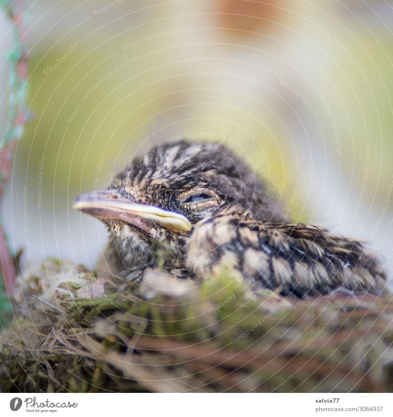 Nesthocker Umwelt Natur Garten Tier Wildtier Vogel Tiergesicht Schnabel Küken Grasmücke 1 warten klein schlafen Farbfoto Außenaufnahme Menschenleer