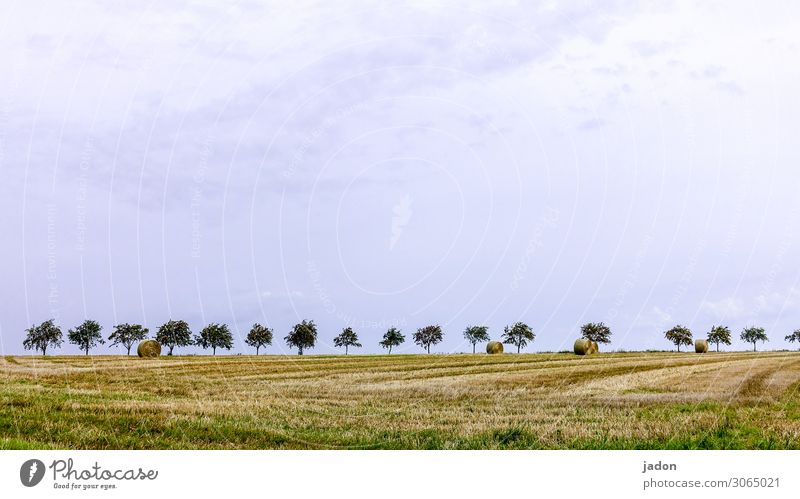 viele bäume, eine allee. Baum Baumreihe Allee Alleebäume Feld Ernte Natur Menschenleer Umwelt Sommer Farbfoto Himmel Landschaft Pflanze Textfreiraum oben Erde