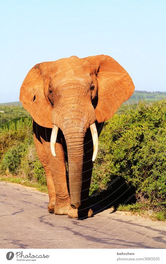 on the road again | king of the road Ferien & Urlaub & Reisen Tourismus Ausflug Abenteuer Ferne Freiheit Safari Wildtier Tiergesicht Elefant 1 außergewöhnlich